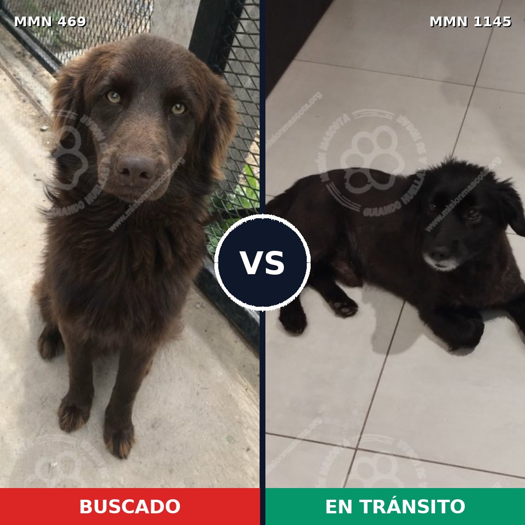 Comparativa MMS 16837: mascota perdida y mascota encontrada, 63% de similitud