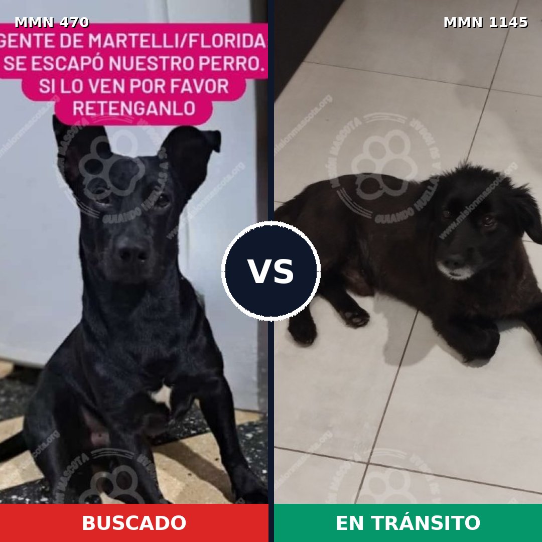 Comparativa MMS 16840: mascota perdida y mascota encontrada, 88% de similitud