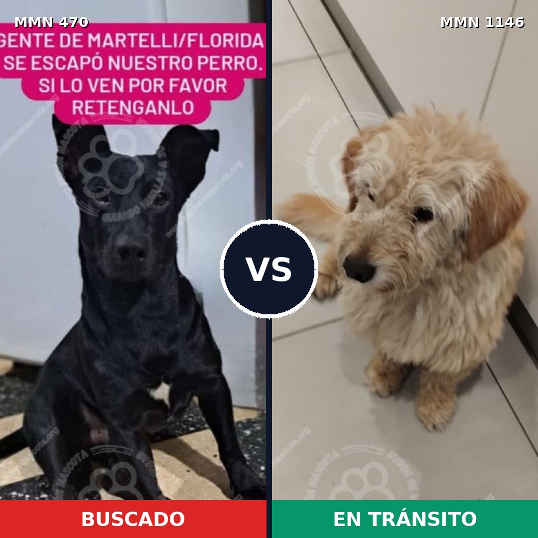 Comparativa MMS 16841: mascota perdida y mascota encontrada, 64% de similitud