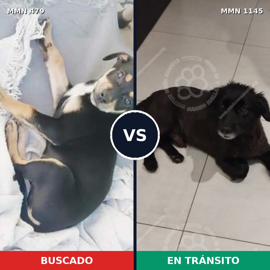 Comparativa MMS 16843: mascota perdida y mascota encontrada, 56% de similitud