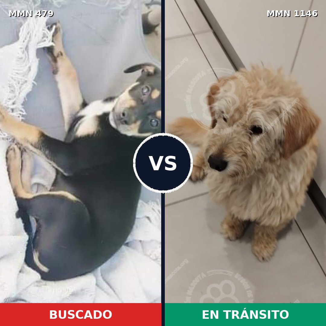Comparativa MMS 16844: mascota perdida y mascota encontrada, 52% de similitud