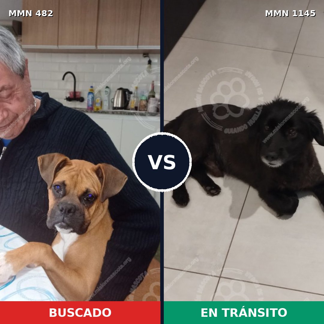 Comparativa MMS 16852: mascota perdida y mascota encontrada, 49% de similitud
