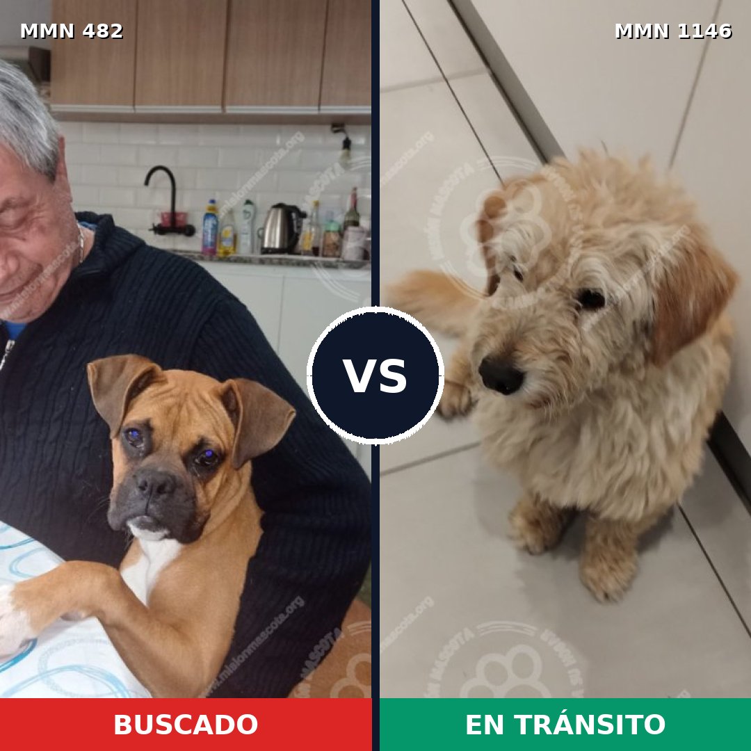 Comparativa MMS 16853: mascota perdida y mascota encontrada, 50% de similitud