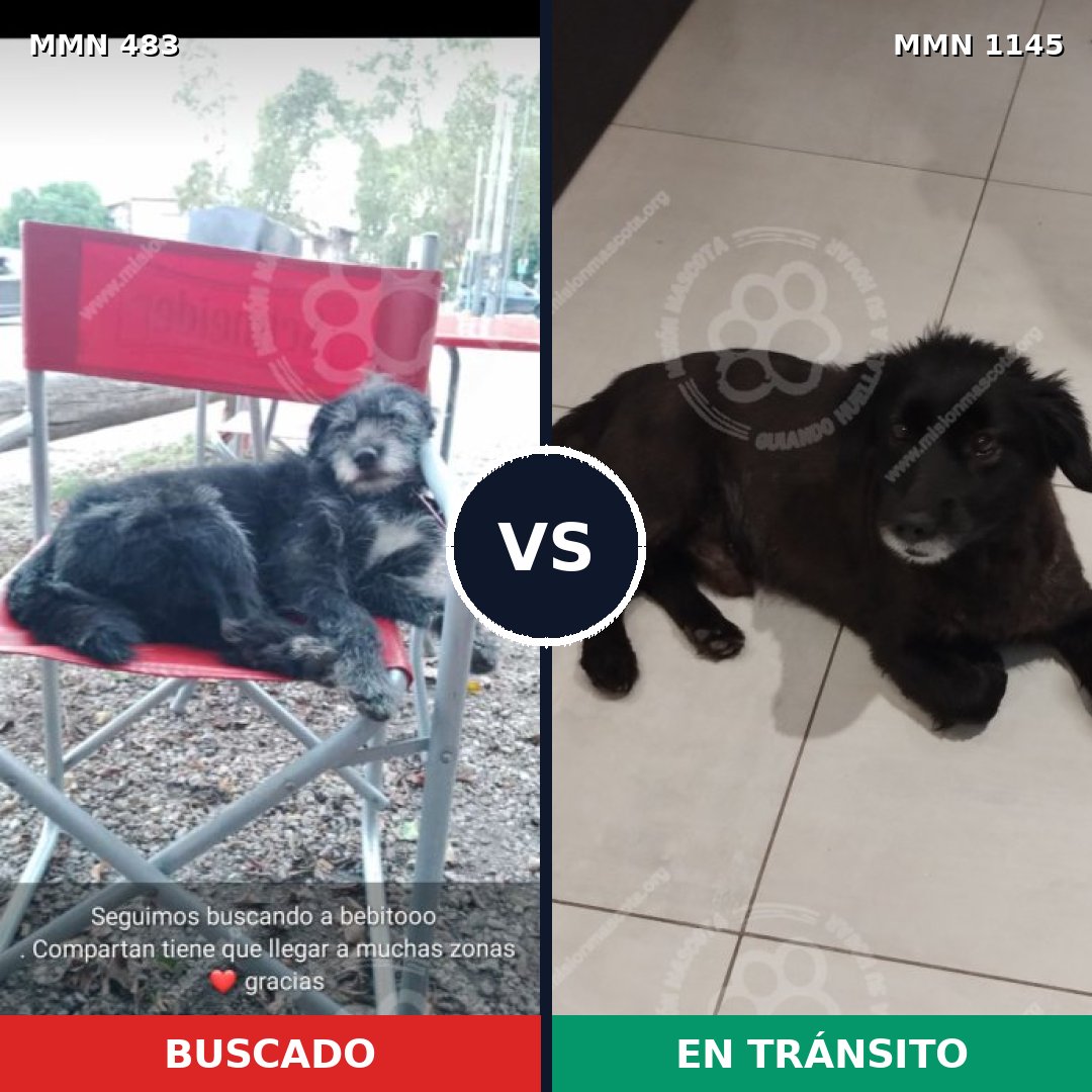 Comparativa MMS 16855: mascota perdida y mascota encontrada, 81% de similitud