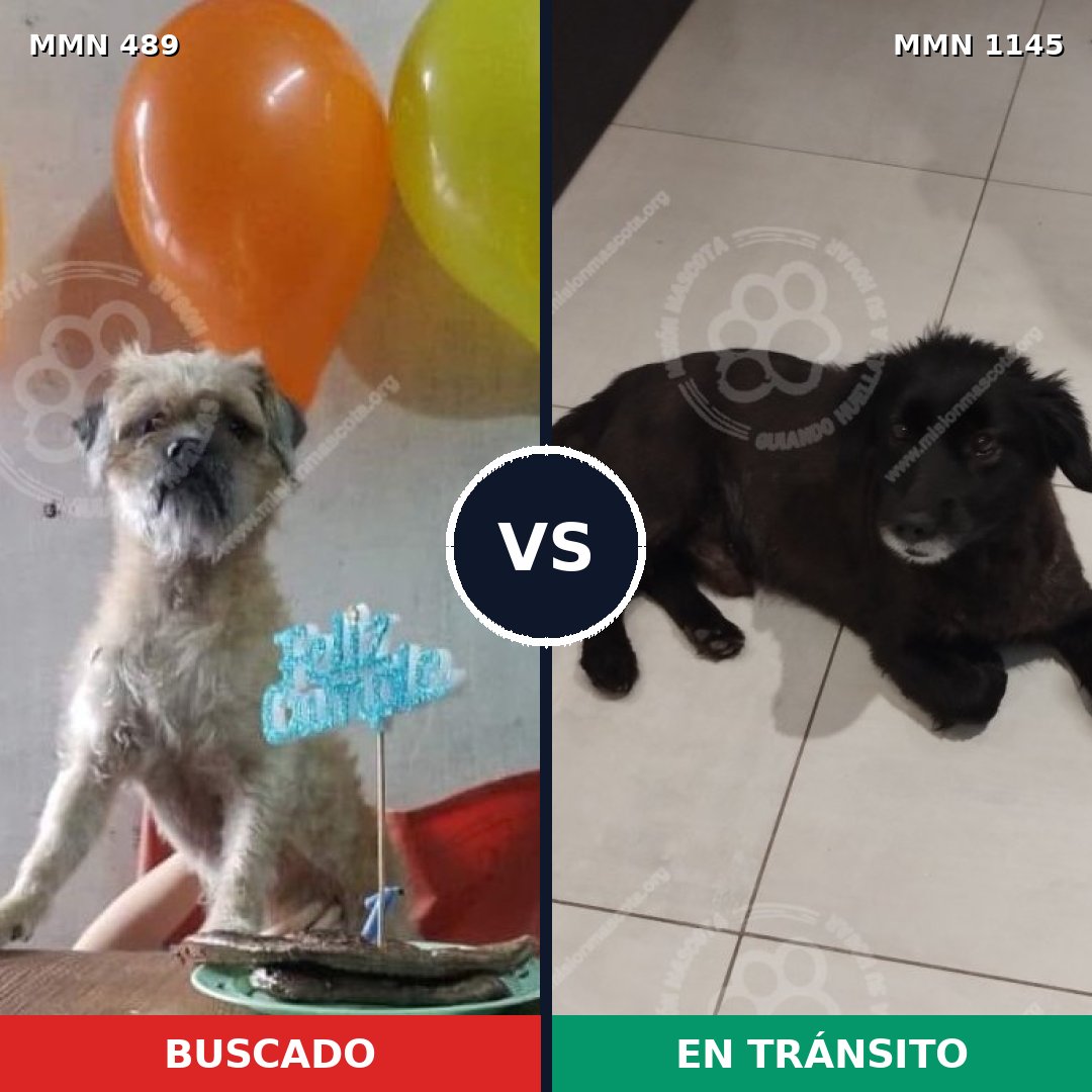 Comparativa MMS 16858: mascota perdida y mascota encontrada, 68% de similitud
