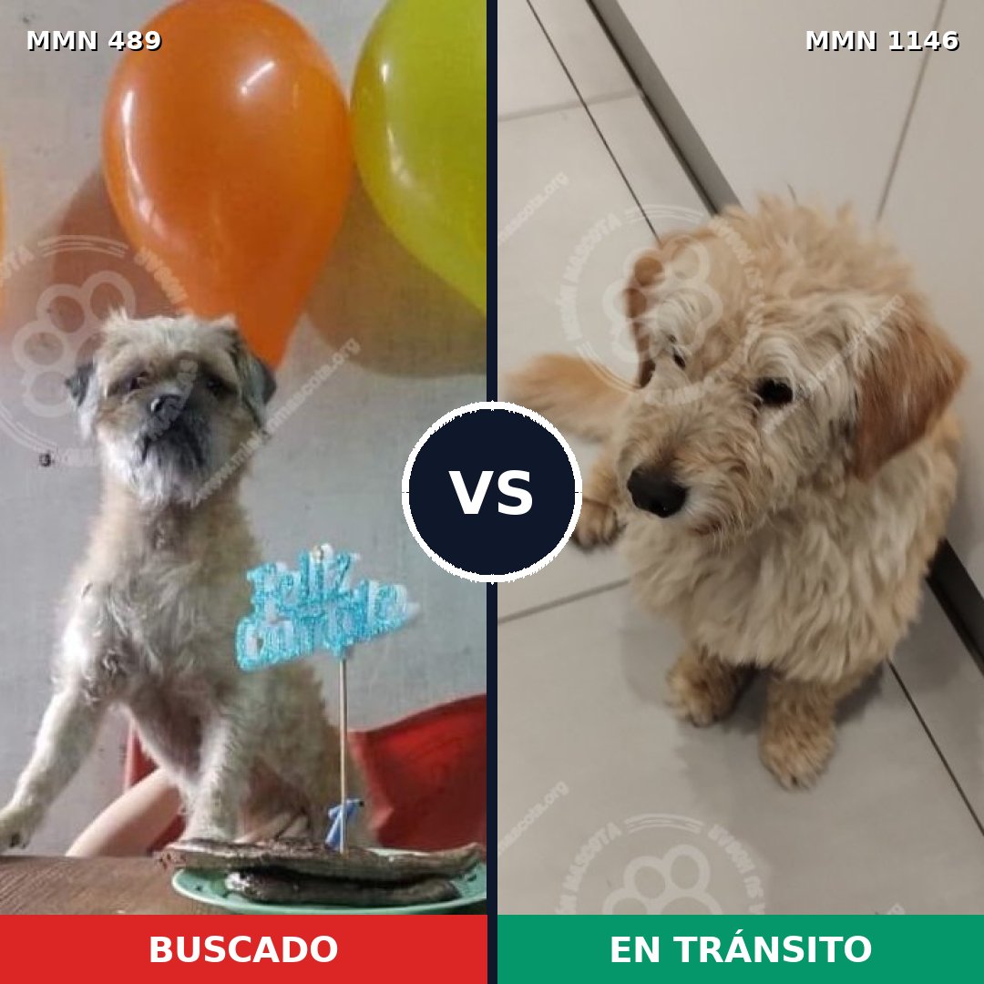 Comparativa MMS 16859: mascota perdida y mascota encontrada, 69% de similitud