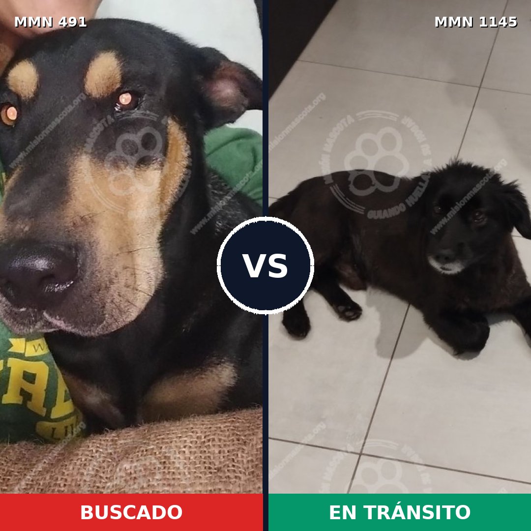 Comparativa MMS 16861: mascota perdida y mascota encontrada, 56% de similitud