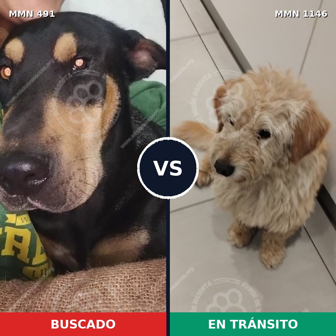 Comparativa MMS 16862: mascota perdida y mascota encontrada, 51% de similitud