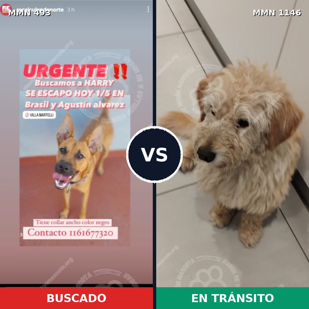 Comparativa MMS 16865: mascota perdida y mascota encontrada, 77% de similitud