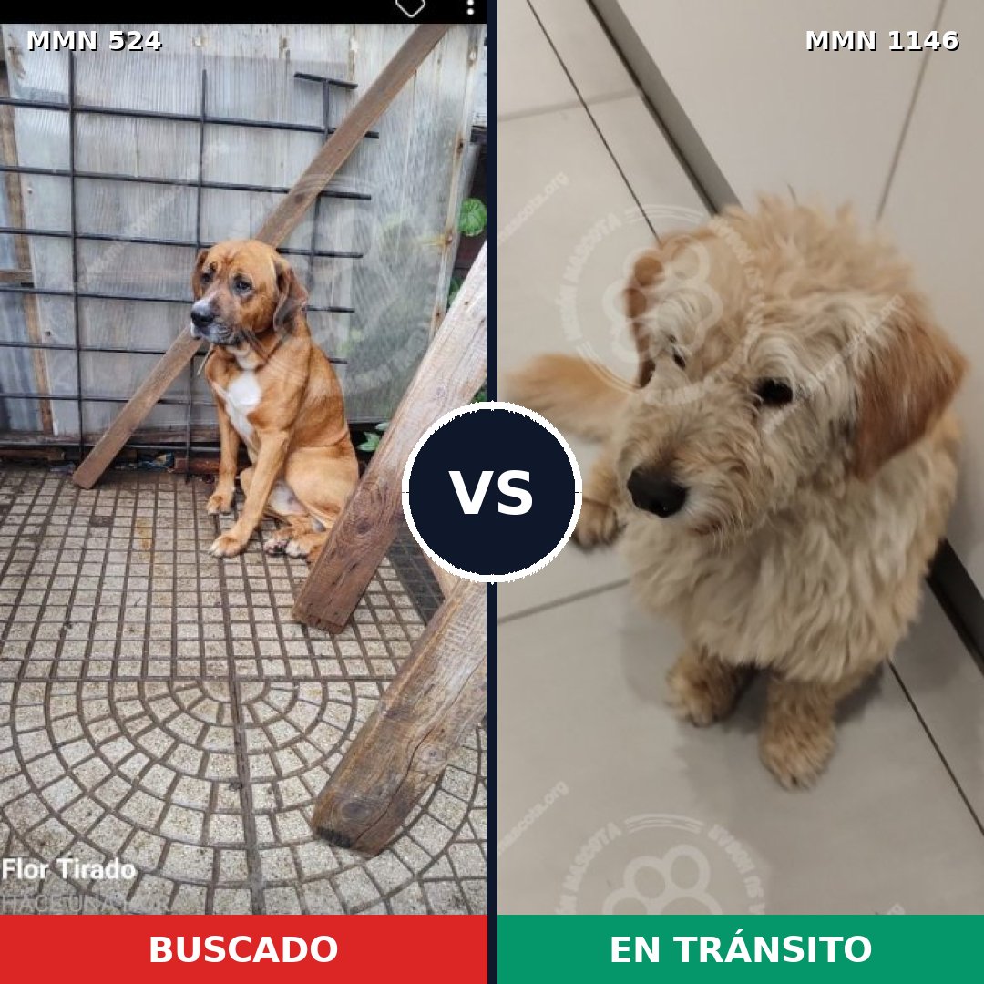 Comparativa MMS 16868: mascota perdida y mascota encontrada, 54% de similitud