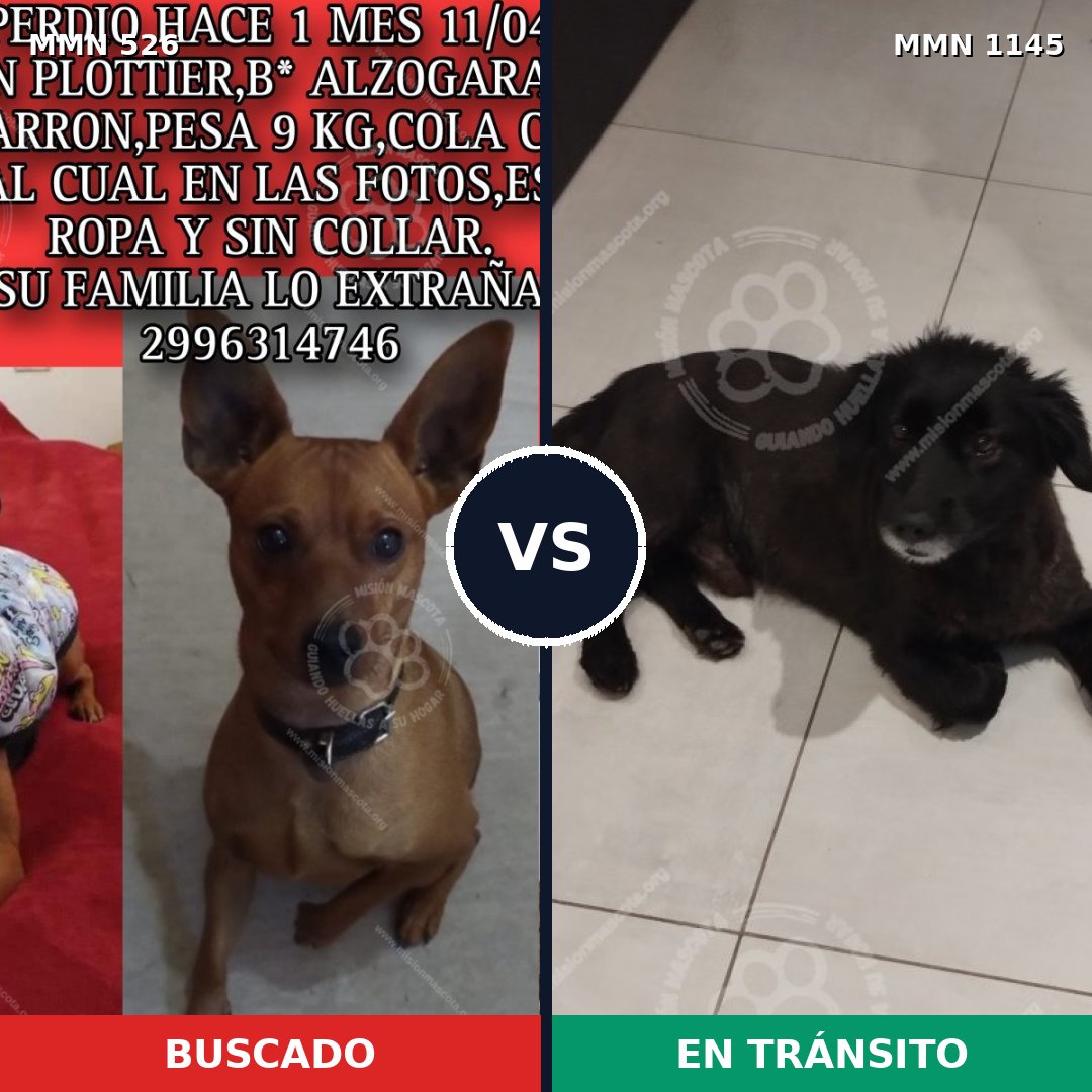 Comparativa MMS 16870: mascota perdida y mascota encontrada, 35% de similitud