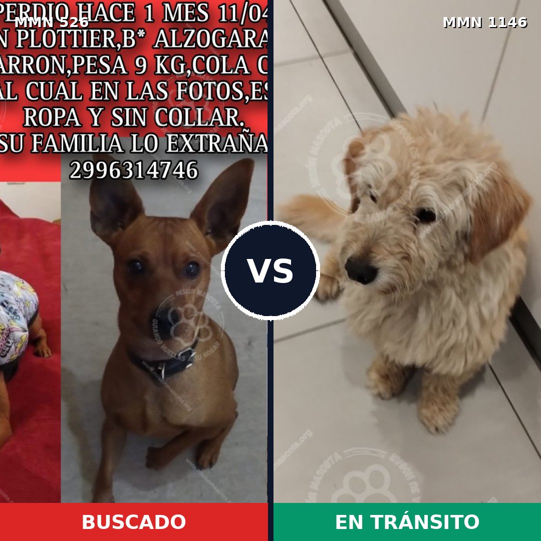 Comparativa MMS 16871: mascota perdida y mascota encontrada, 31% de similitud