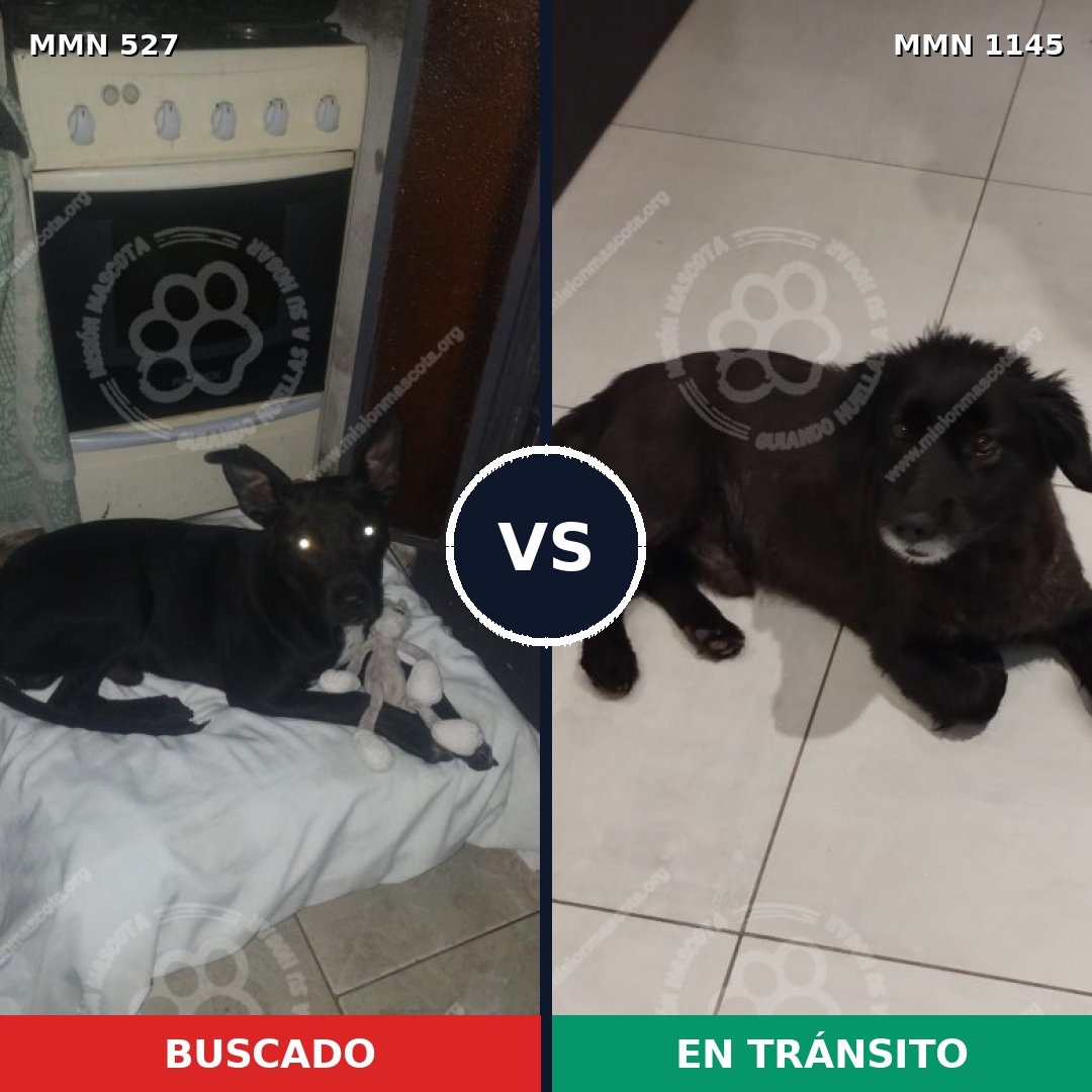 Comparativa MMS 16873: mascota perdida y mascota encontrada, 88% de similitud