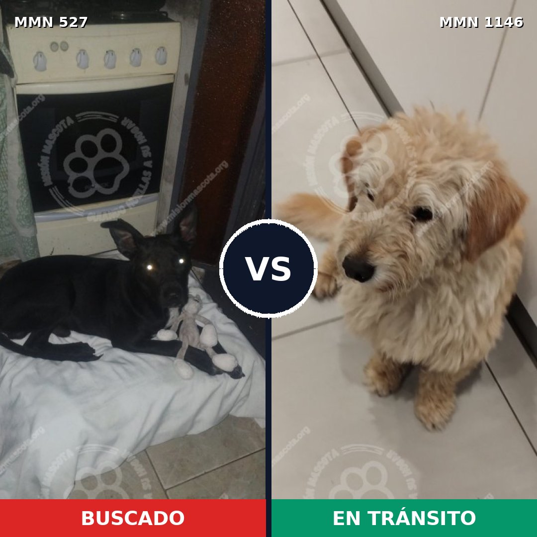 Comparativa MMS 16874: mascota perdida y mascota encontrada, 63% de similitud