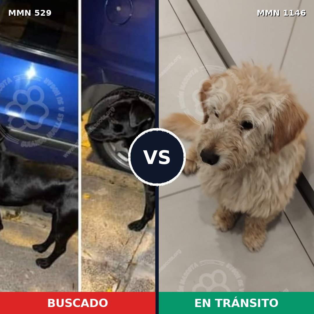 Comparativa MMS 16877: mascota perdida y mascota encontrada, 64% de similitud