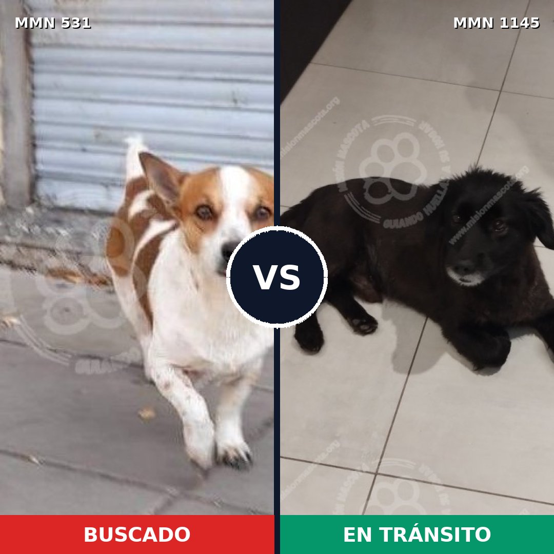 Comparativa MMS 16879: mascota perdida y mascota encontrada, 55% de similitud