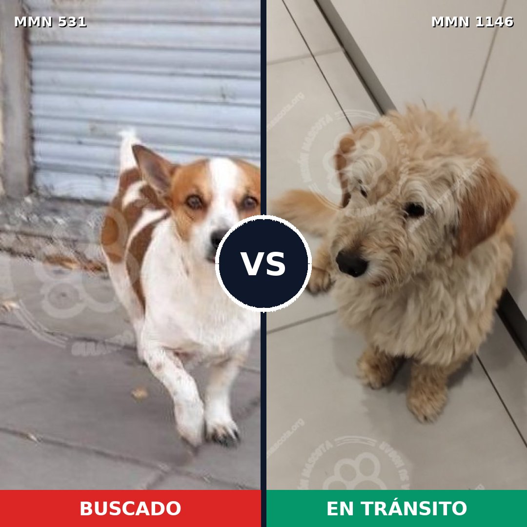 Comparativa MMS 16880: mascota perdida y mascota encontrada, 42% de similitud