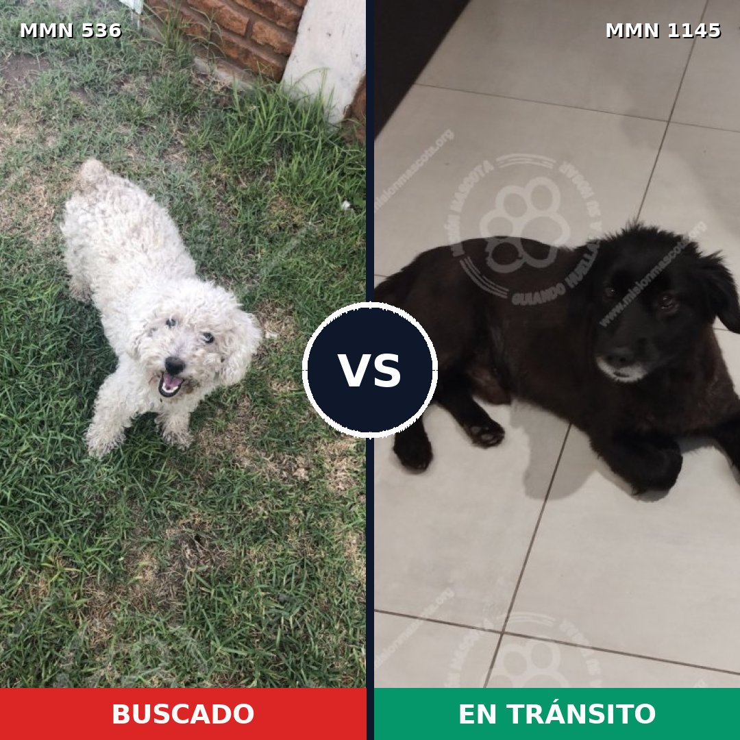 Comparativa MMS 16885: mascota perdida y mascota encontrada, 47% de similitud