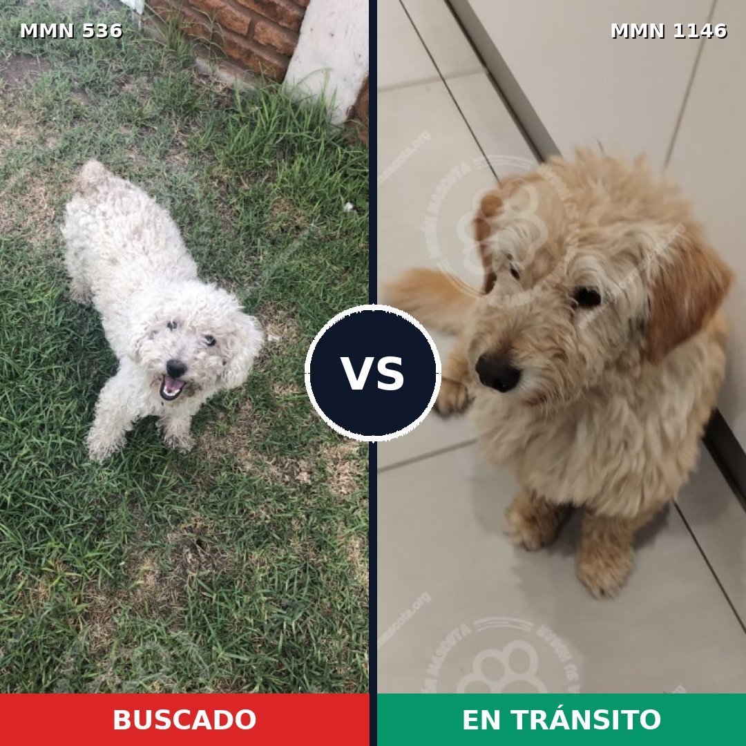 Comparativa MMS 16886: mascota perdida y mascota encontrada, 40% de similitud