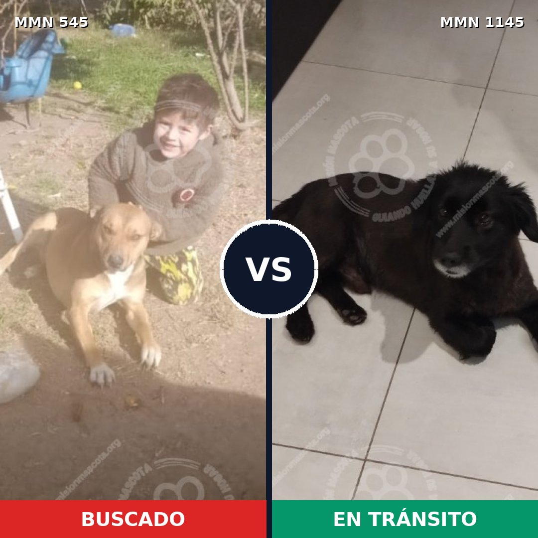 Comparativa MMS 16888: mascota perdida y mascota encontrada, 60% de similitud