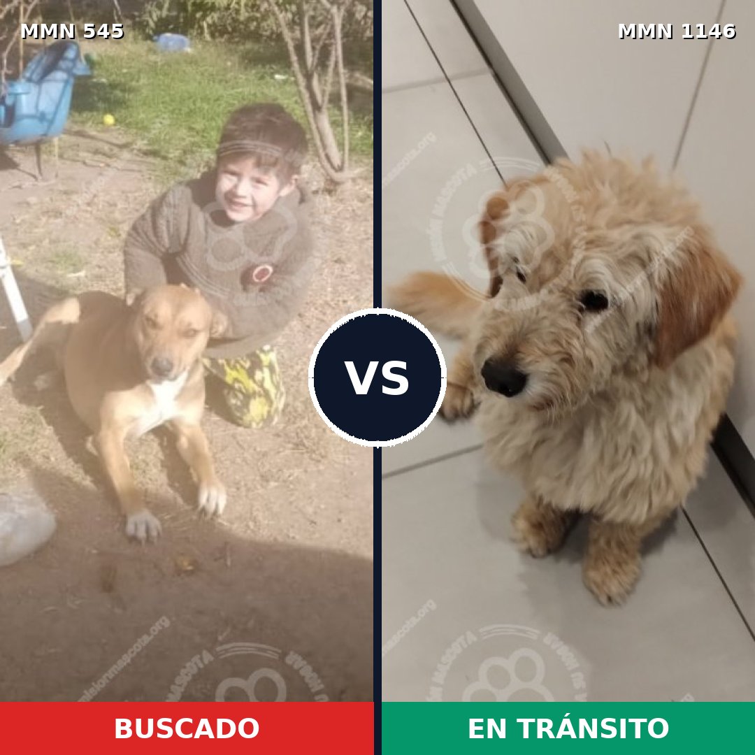Comparativa MMS 16889: mascota perdida y mascota encontrada, 61% de similitud