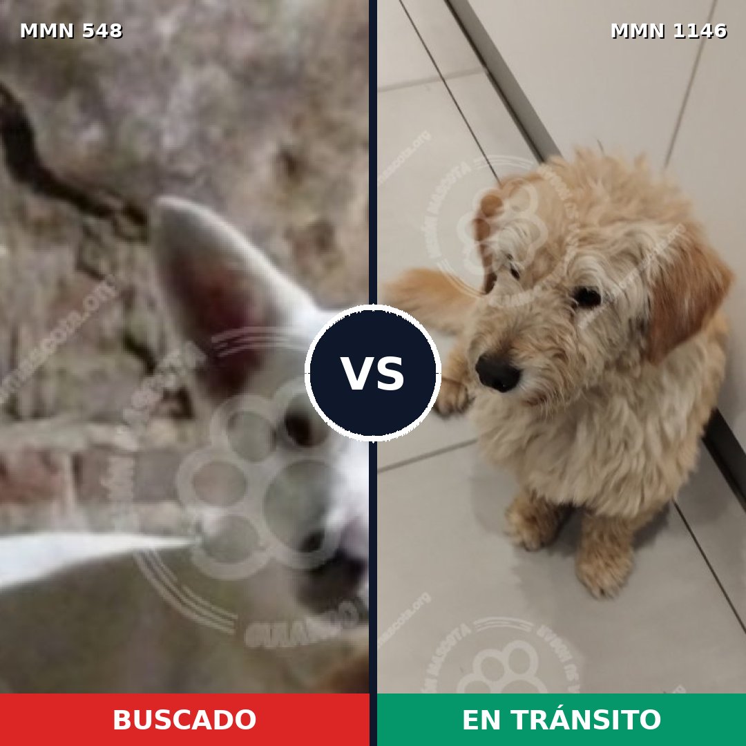 Comparativa MMS 16892: mascota perdida y mascota encontrada, 54% de similitud