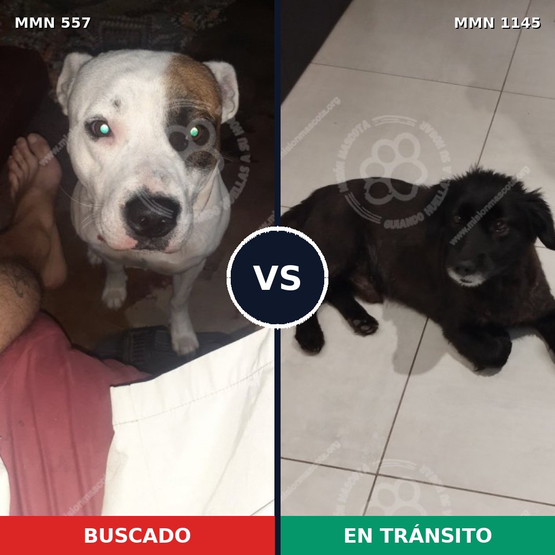 Comparativa MMS 16894: mascota perdida y mascota encontrada, 55% de similitud