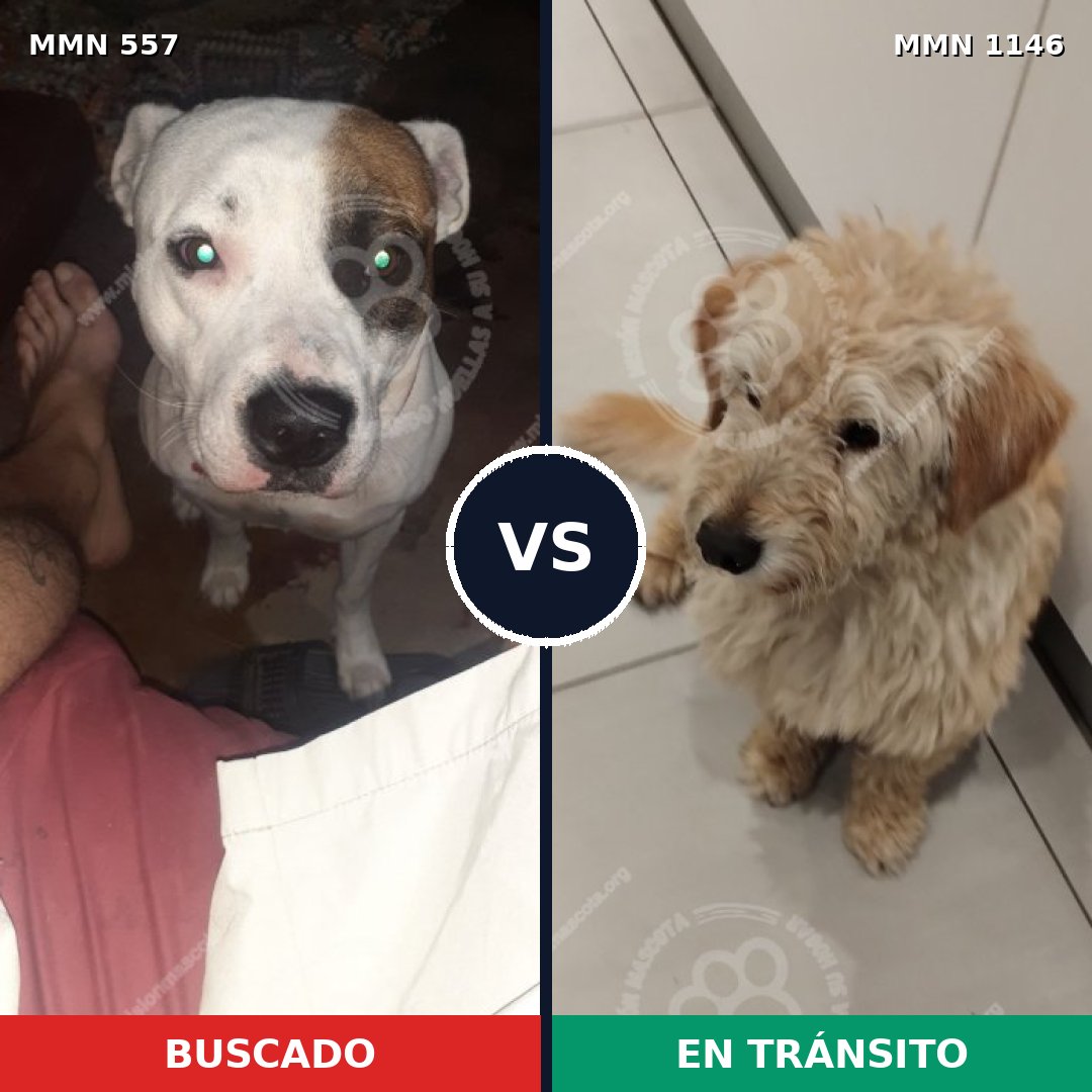 Comparativa MMS 16895: mascota perdida y mascota encontrada, 53% de similitud