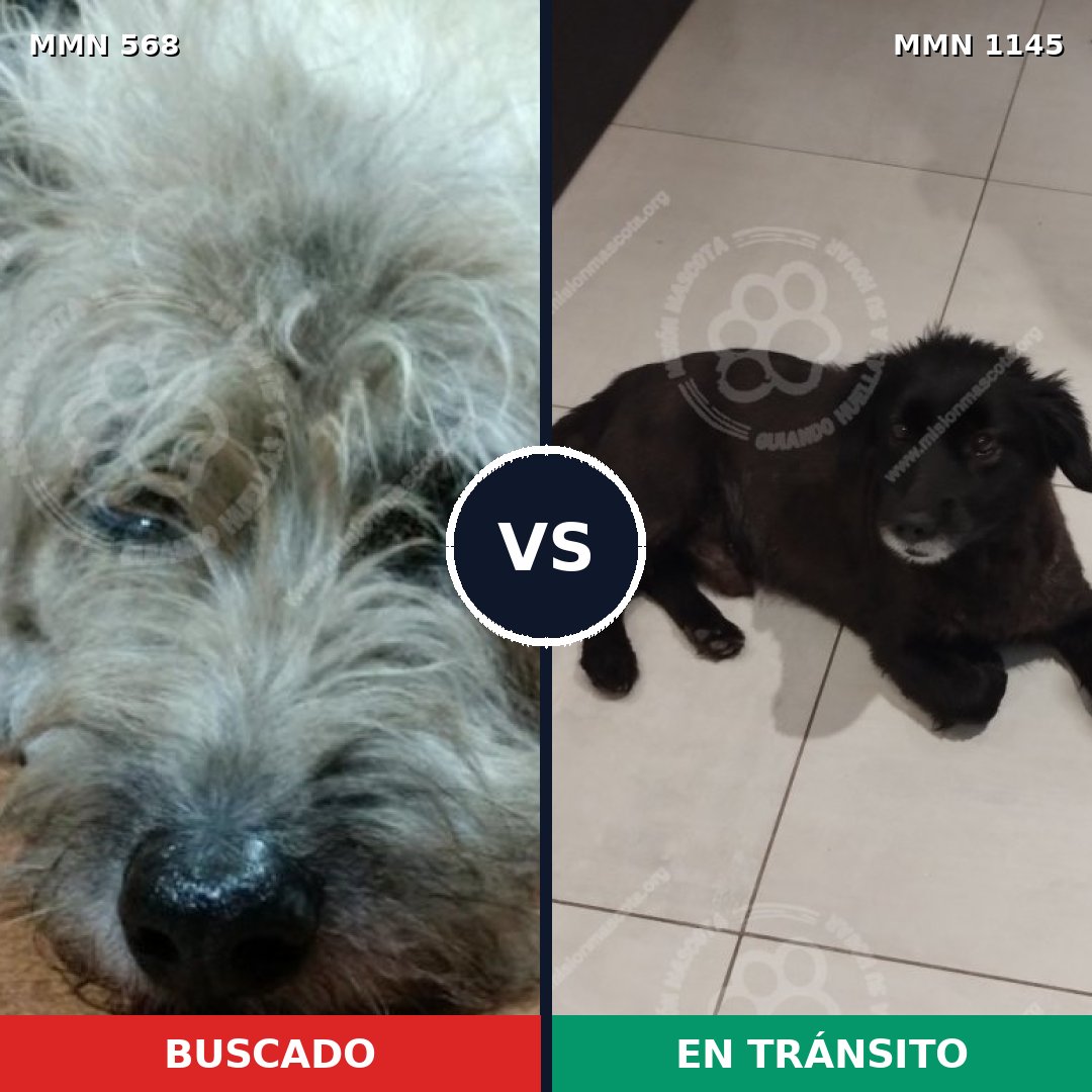 Comparativa MMS 16897: mascota perdida y mascota encontrada, 64% de similitud
