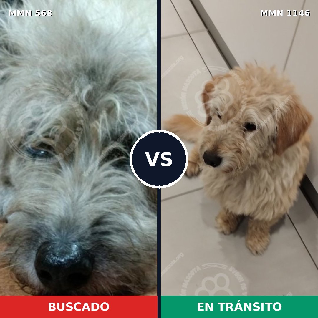Comparativa MMS 16898: mascota perdida y mascota encontrada, 68% de similitud