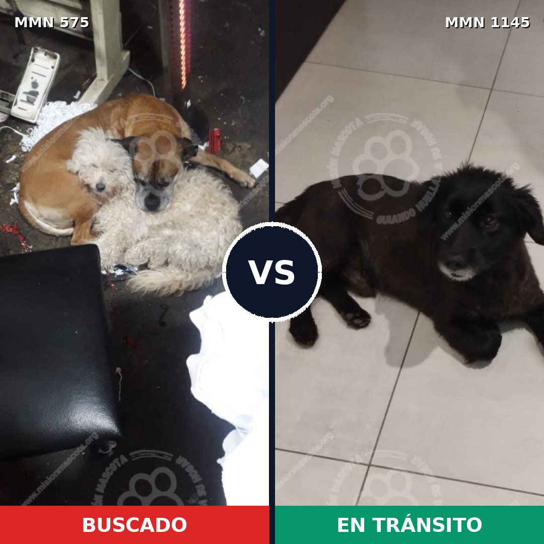 Comparativa MMS 16900: mascota perdida y mascota encontrada, 56% de similitud
