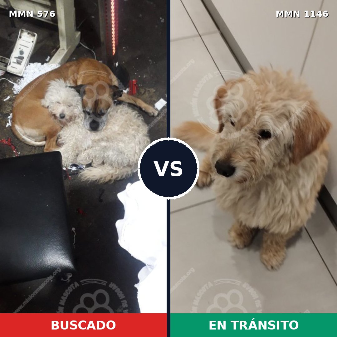 Comparativa MMS 16904: mascota perdida y mascota encontrada, 42% de similitud