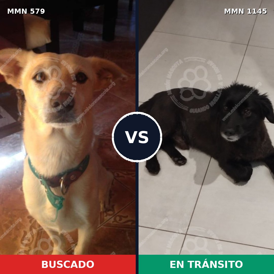 Comparativa MMS 16906: mascota perdida y mascota encontrada, 67% de similitud