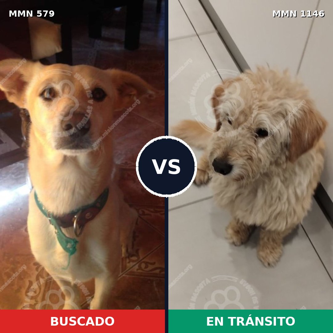 Comparativa MMS 16907: mascota perdida y mascota encontrada, 83% de similitud