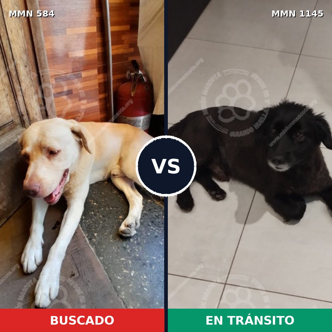 Comparativa MMS 16909: mascota perdida y mascota encontrada, 68% de similitud