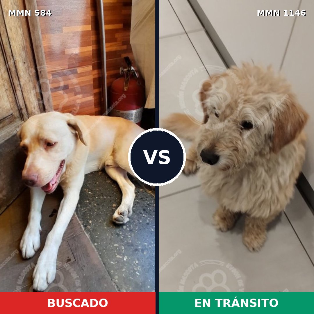 Comparativa MMS 16910: mascota perdida y mascota encontrada, 68% de similitud