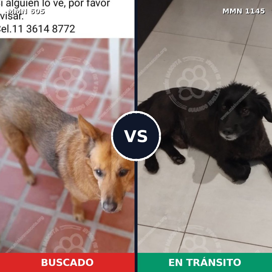 Comparativa MMS 16915: mascota perdida y mascota encontrada, 73% de similitud