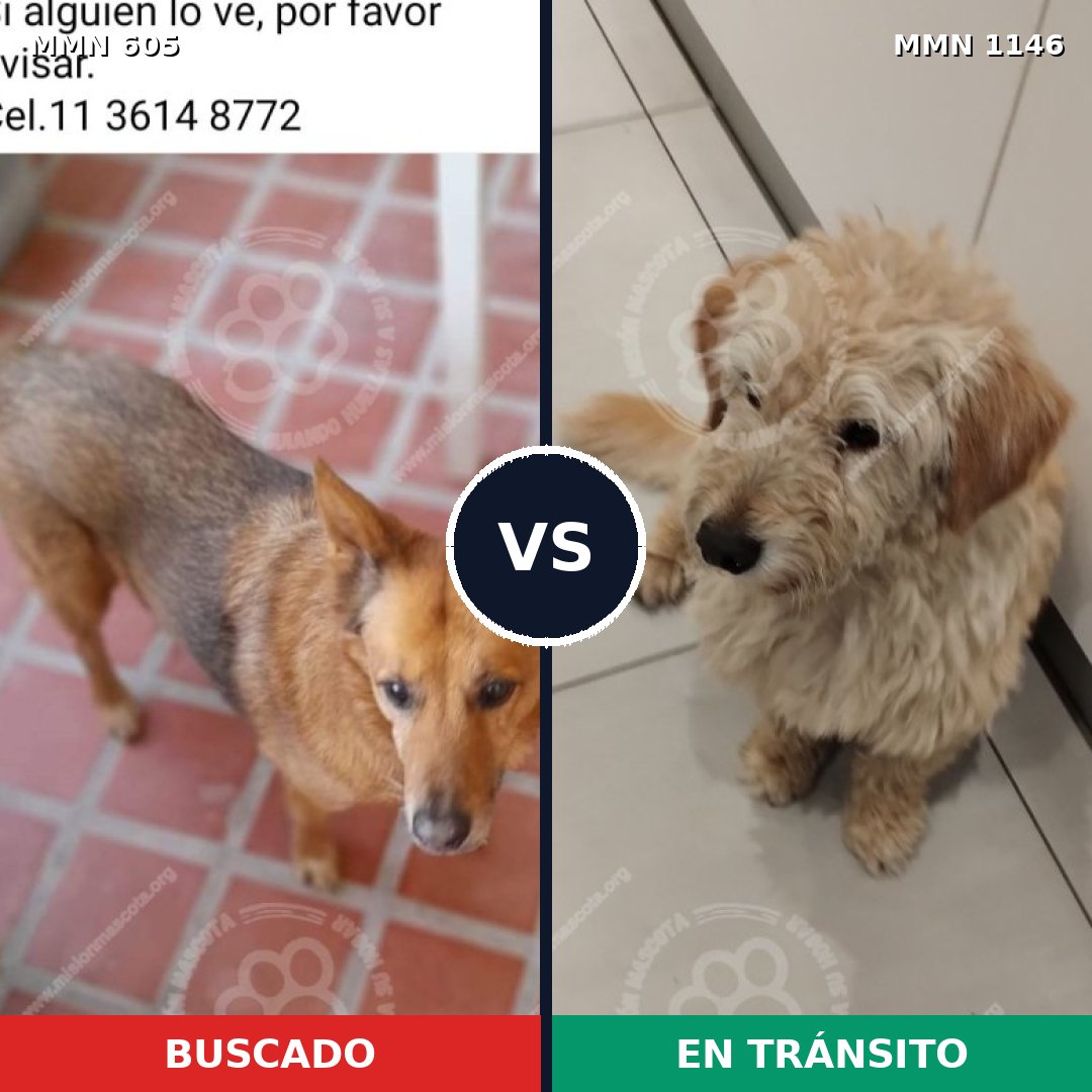 Comparativa MMS 16916: mascota perdida y mascota encontrada, 85% de similitud
