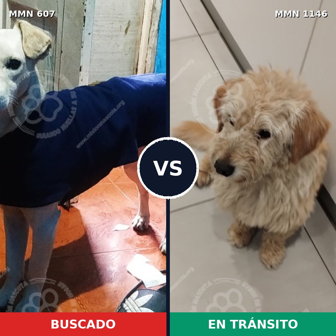 Comparativa MMS 16919: mascota perdida y mascota encontrada, 73% de similitud