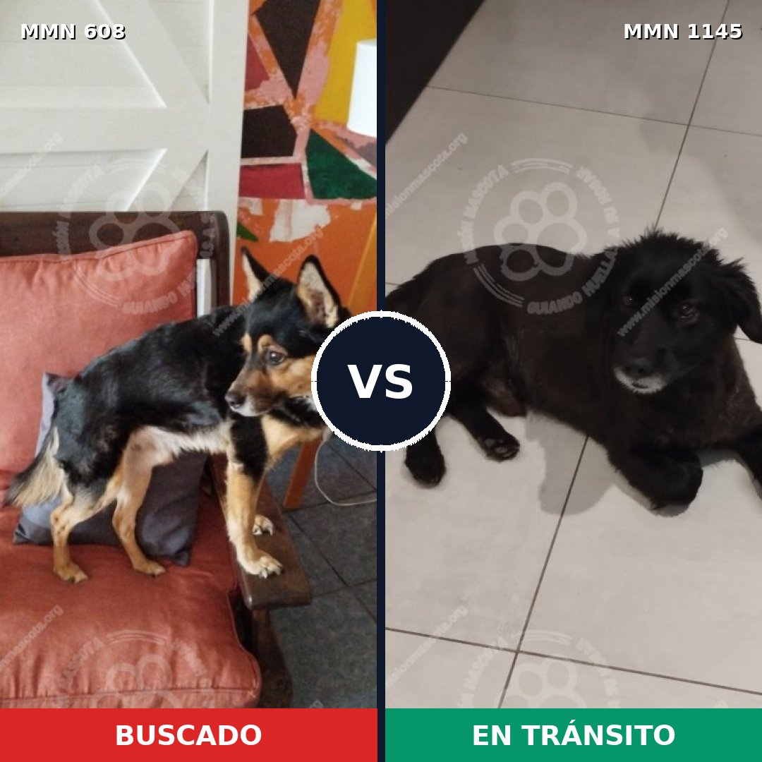 Comparativa MMS 16921: mascota perdida y mascota encontrada, 77% de similitud