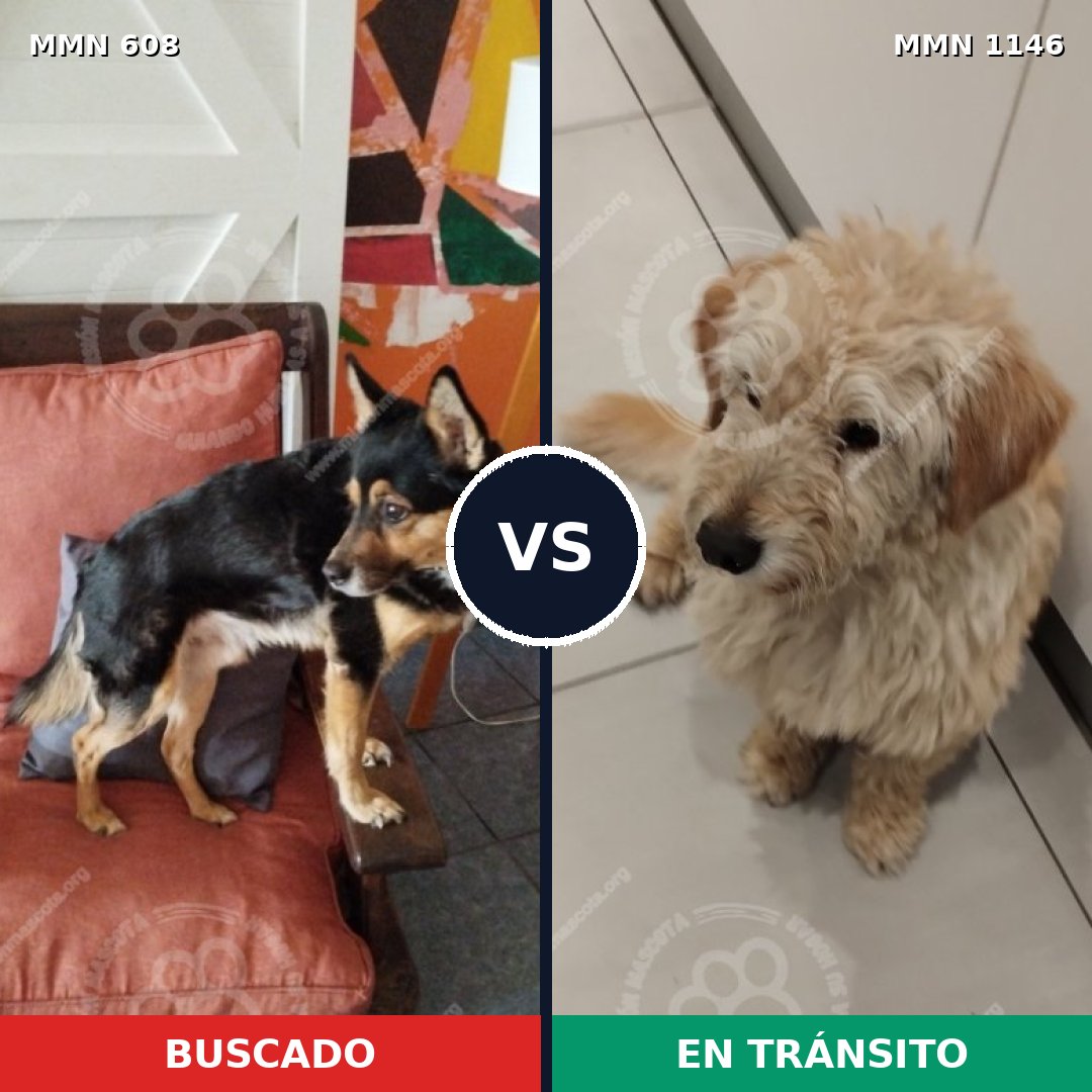 Comparativa MMS 16922: mascota perdida y mascota encontrada, 68% de similitud