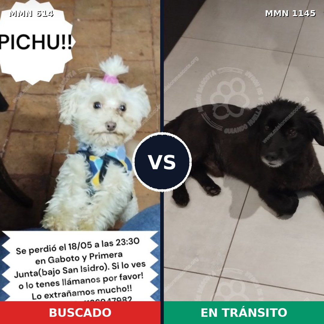Comparativa MMS 16924: mascota perdida y mascota encontrada, 33% de similitud