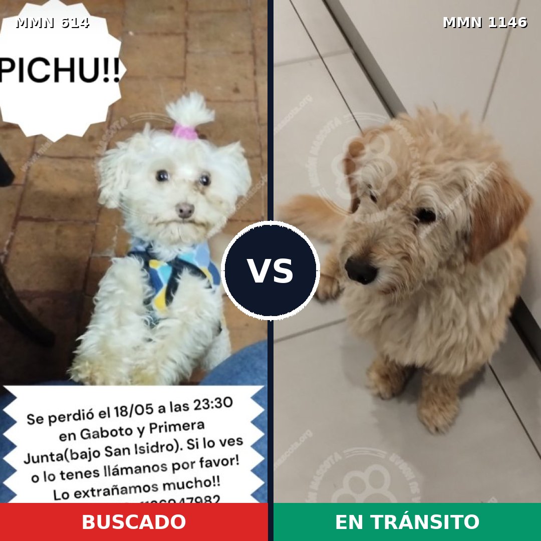 Comparativa MMS 16925: mascota perdida y mascota encontrada, 35% de similitud