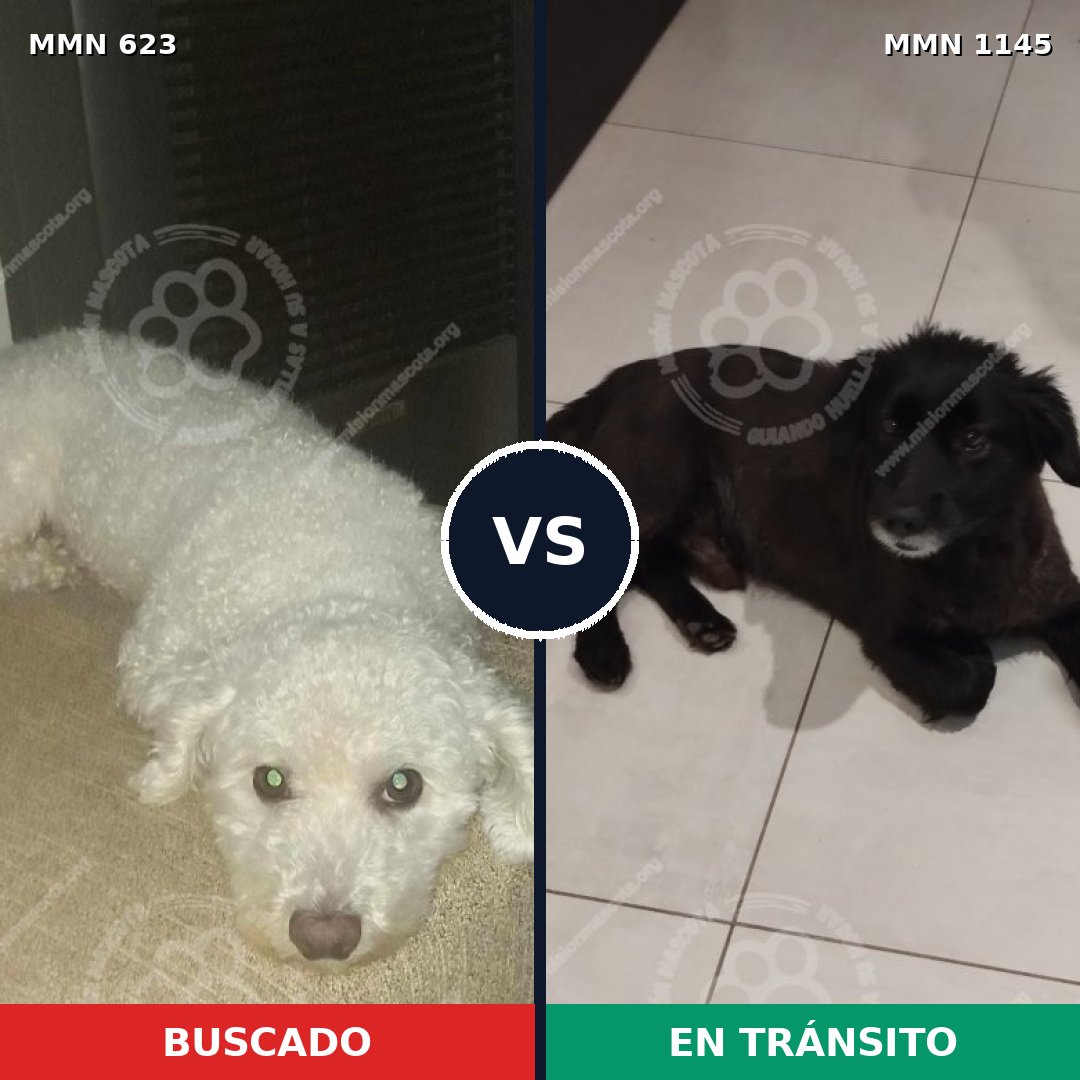 Comparativa MMS 16927: mascota perdida y mascota encontrada, 31% de similitud