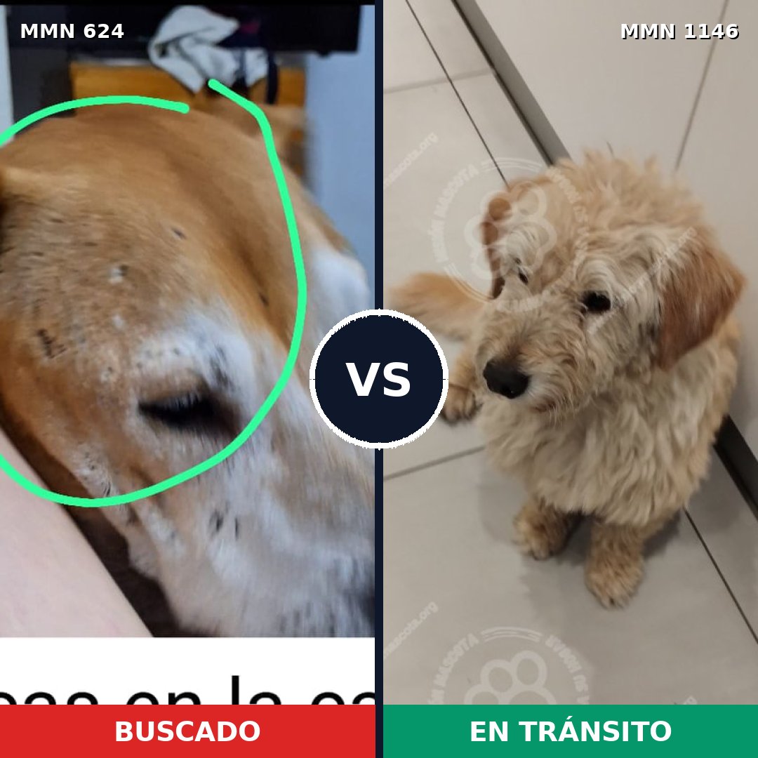 Comparativa MMS 16931: mascota perdida y mascota encontrada, 33% de similitud