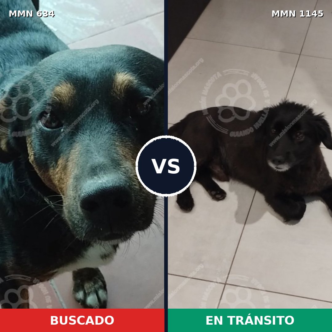 Comparativa MMS 16933: mascota perdida y mascota encontrada, 76% de similitud