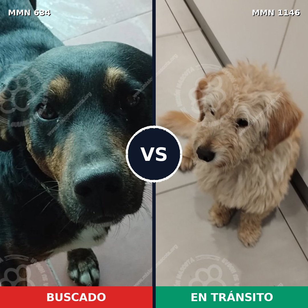 Comparativa MMS 16934: mascota perdida y mascota encontrada, 60% de similitud