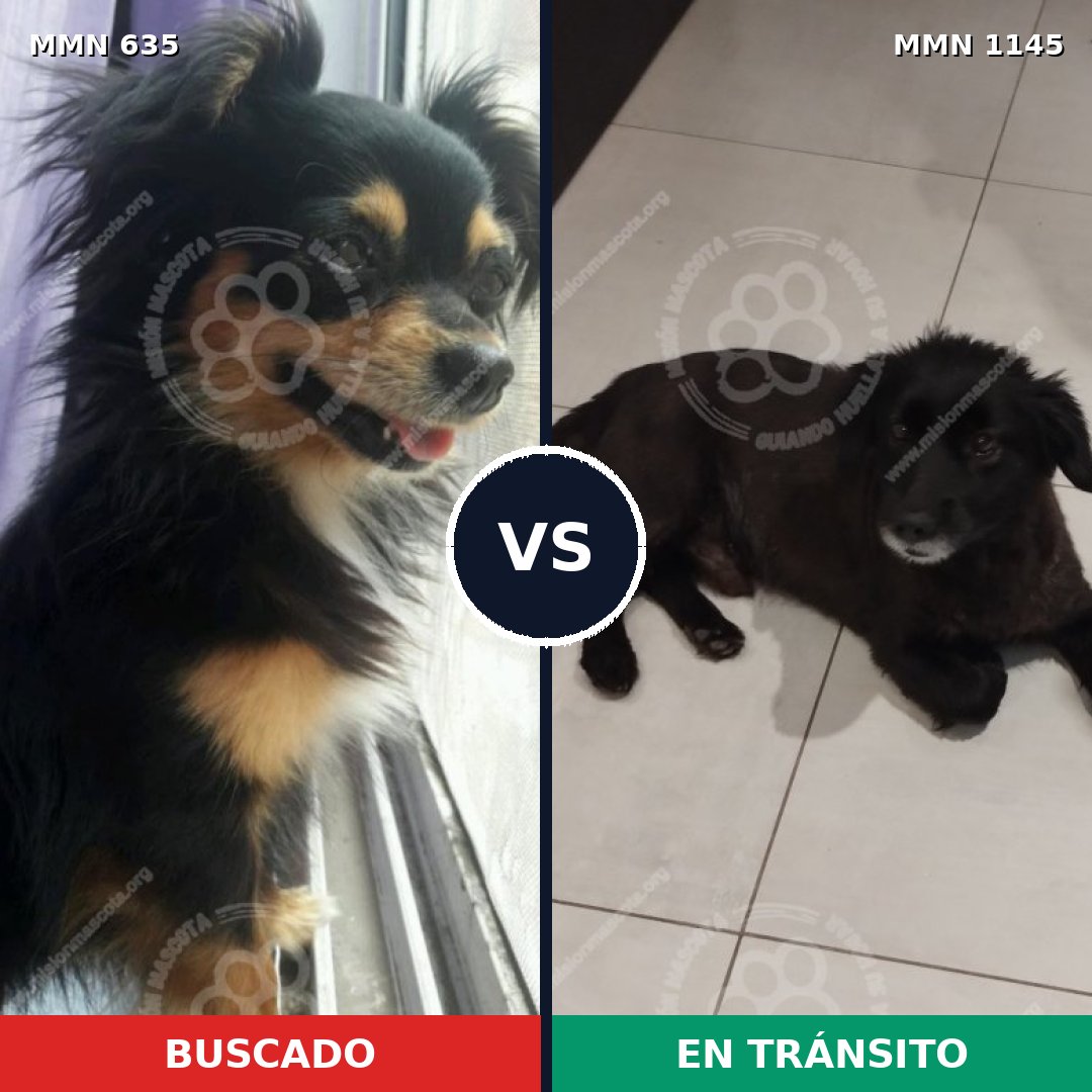 Comparativa MMS 16936: mascota perdida y mascota encontrada, 34% de similitud
