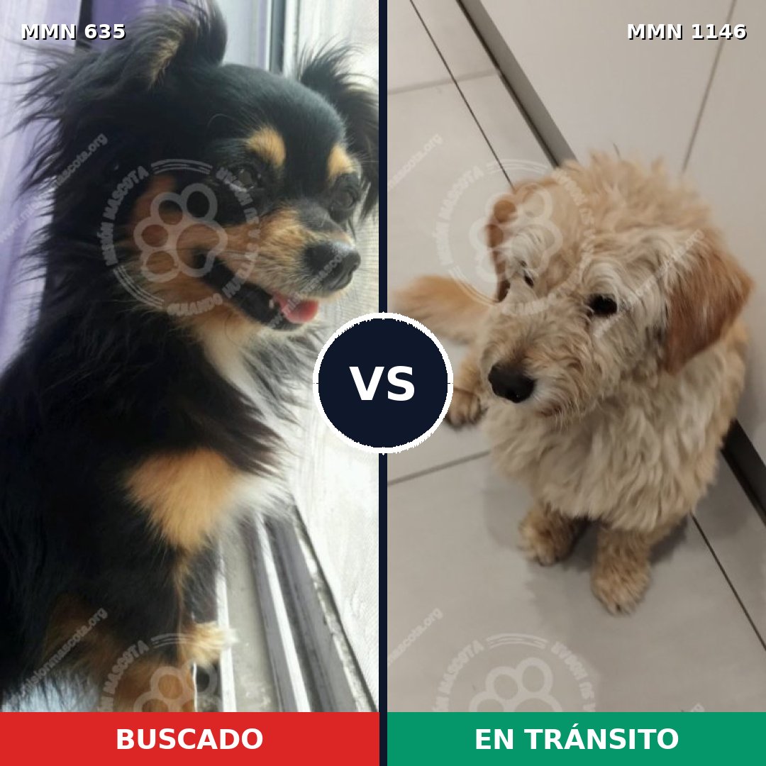 Comparativa MMS 16937: mascota perdida y mascota encontrada, 21% de similitud