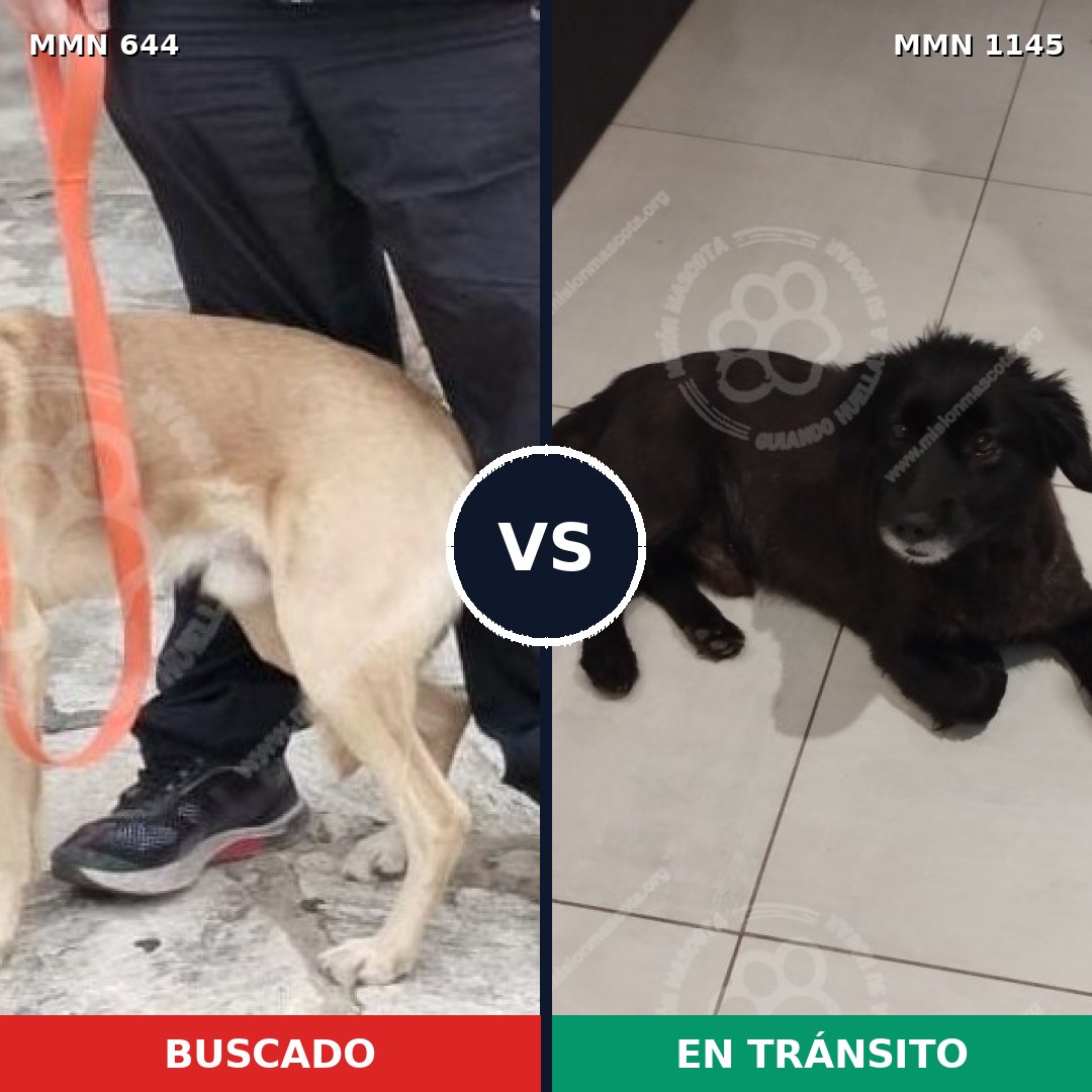 Comparativa MMS 16939: mascota perdida y mascota encontrada, 74% de similitud